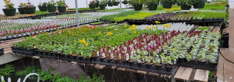 Country view green house 768x272